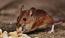fermentation-and-brewery-pest-control Experts in Cross Lake